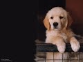 el video completo sin censuras    miralo !!!