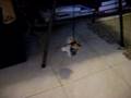 Kitty at play