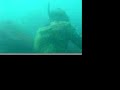 Butterfish spearing 1 Butterfish spearing 1