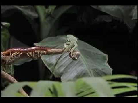 Giant South American Centipede