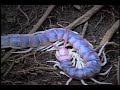 a huge, gigantic, disgusting centipede sheds its exoskeloton, eats it, and then goes hunting...