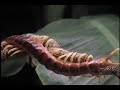 Giant South American Centipede