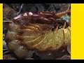 a huge, gigantic, disgusting centipede sheds its exoskeloton, eats it, and then goes hunting...
