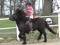 gambri t�lta