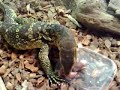 Water Monitor [Varanus salvator] eating pups