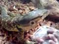 videos de Water Monitor [Varanus salvator] eating