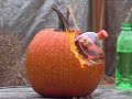 Exploding Pumpkin