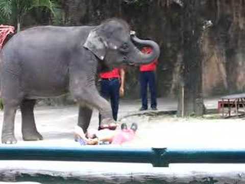 View the elephant in the Sriracha Tiger Zoo