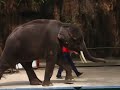 Elephant Show at Sriracha Tiger Zoo Elephant Show at Sriracha Tiger Zoo