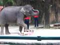 Elephant Show at Sriracha Tiger Zoo