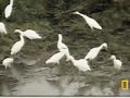 Cattle Egrets Pete\