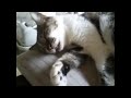Durmiendo como un tronco