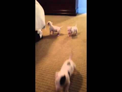 English Bull Terrier Puppies