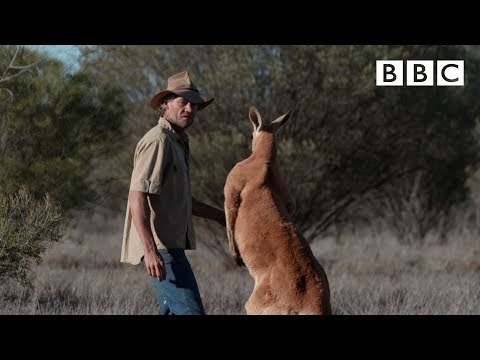 Brolga is chased by a Kangaroo - Kangaroo Dundee: Episode 6 Preview - BBC Two