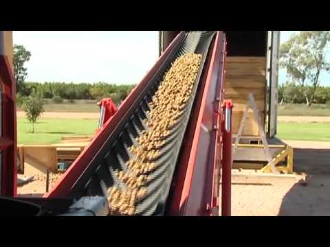 Walnut - Walnuts Australia Tabbita NSW Walnut Orchard 1 of 3 large walnut orchards run by Walnuts Australia, an operating division of Webster Limited. http://www.waln...