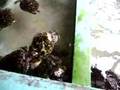 Turtle Sanctuary, Bequia