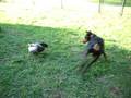 Duck Attacks Doberman!!
