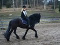 Third time riding my Frieisan boy