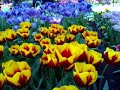 Trip to Keukenhof, Netherlands on April 2008 Trip to Keukenhof, Netherlands on April 2008