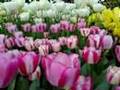 Trip to Keukenhof, Netherlands on April 2008