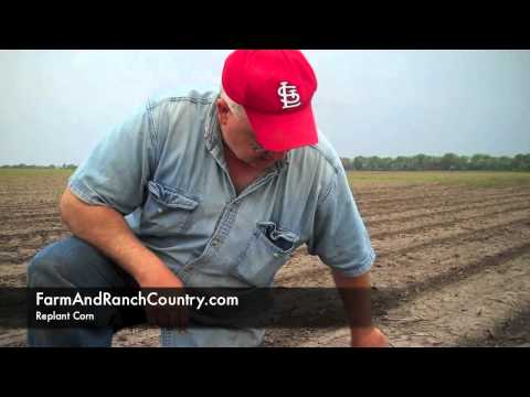 how to replant corn
