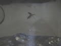 Sea Monkeys