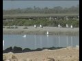FLAMENCOS EN LAS SALINAS DE SANTA POLA
