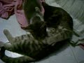 Un gato sin infancia Un gato sin infancia