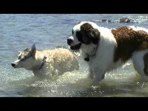 ST BERNARD