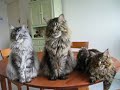 Maine Coon Maine Coon