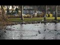 Waddon Ponds 2 Waddon Ponds 2