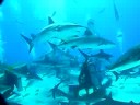 sharks