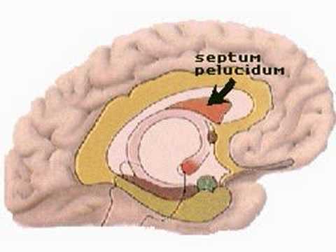How the Body Works : Units of the Limbic System