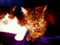 Kitty Love