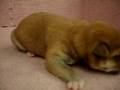 videos de 01/07 柴犬 Shiba -公幼犬號-日新犬舍