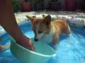 柯基犬肥屁的游泳池禮物(Welsh Corgi Febby's swimming pool)