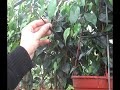 Riego por goteo del ficus benjamina