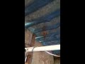 Click here to watch this video Spider Shedding Its Skin- PR Wildlife