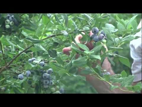how to grow blueberries in wv