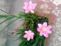 Lillies at my Home Lillies at my Home