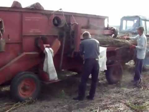 how to harvest abaca