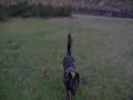 Lixon.de - Hundefilm 03