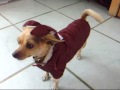 Small Dog Clothing Chihuahua Clothes Bunny Coat