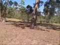 River Trail to Mt. Lofty, Warrandyte State Park