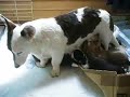Puppy 20080317 Cardigan Welsh Corgi 01 Puppy 20080317 Cardigan Welsh Corgi 01