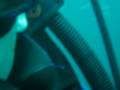 diving with sharks in Galapagos from galapagos options com diving with sharks in Galapagos from galapagos options com