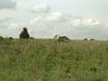 videos de KEN_Giraffe_NairoNatlPark2.AVI