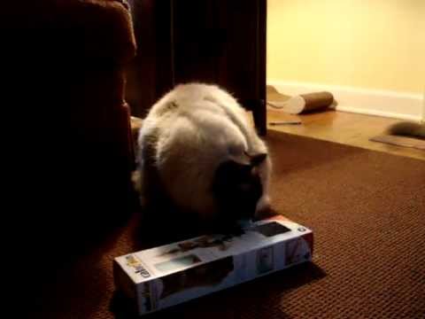 0 Cataction Bungaree