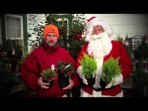 how to fertilize dwarf alberta spruce