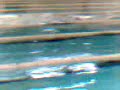finswimming finswimming